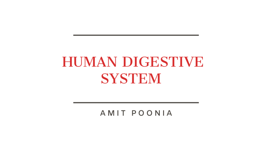 Digestive System
