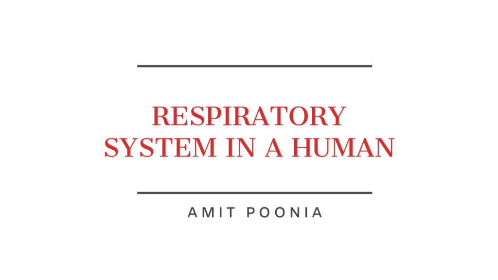 Respiratory System