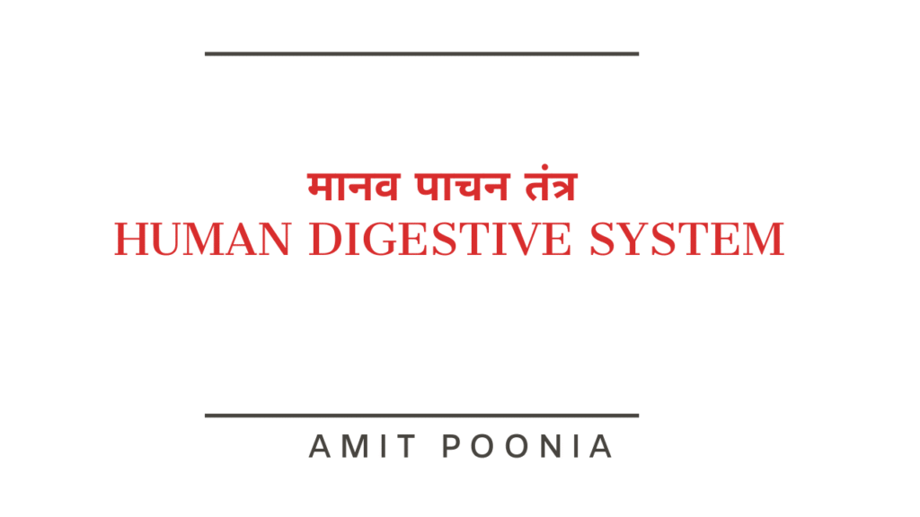 Human Digestive System